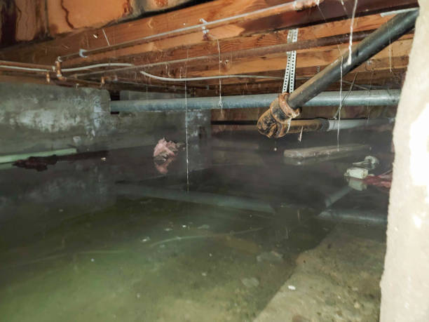 Best Flood restoration services  in Lake Junaluska, NC